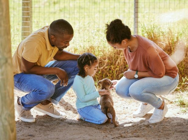 adoção de animais