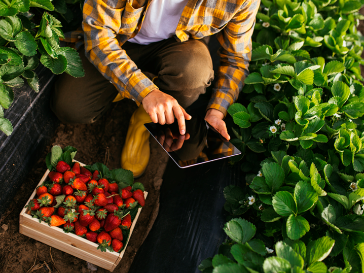 Agricultura Sustentável Missão Continente