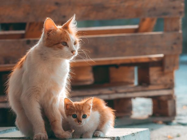 o que fazer gato abandonado